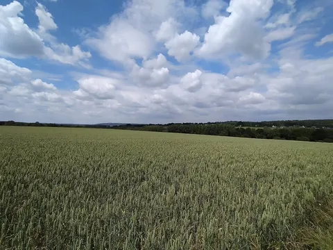 Les champs autour de la maison