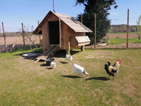 Les p'tites poules